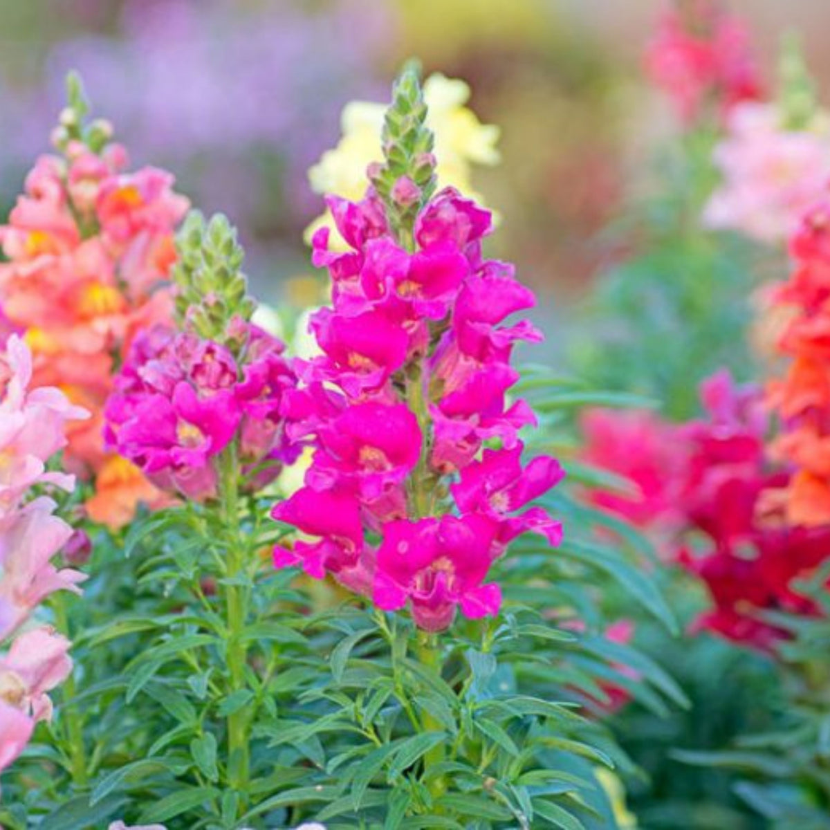 Mix Snapdragon Maximum Seeds - Cold Resistant, Potted, 30 seeds