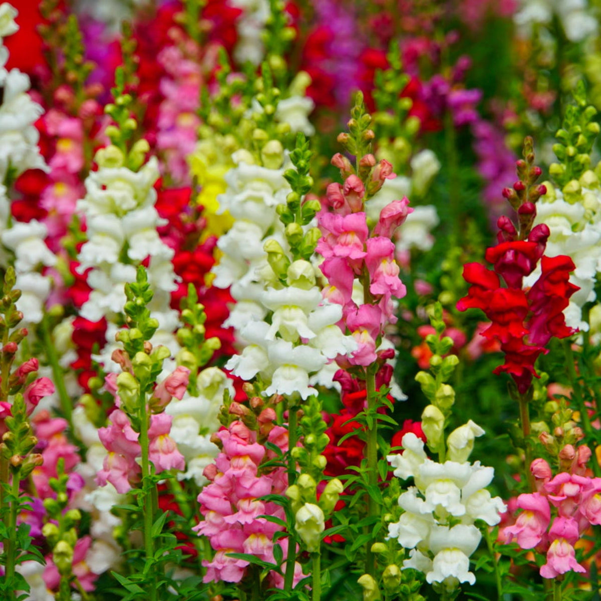 Mix Snapdragon Maximum Seeds - Cold Resistant, Potted, 30 seeds