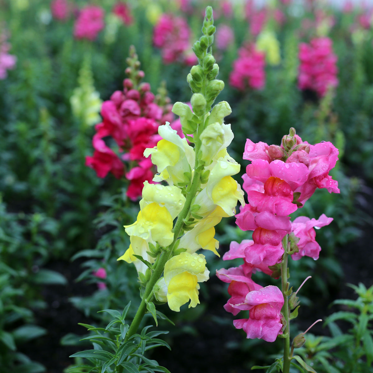 Mix Snapdragon Maximum Seeds - Cold Resistant, Potted, 30 seeds