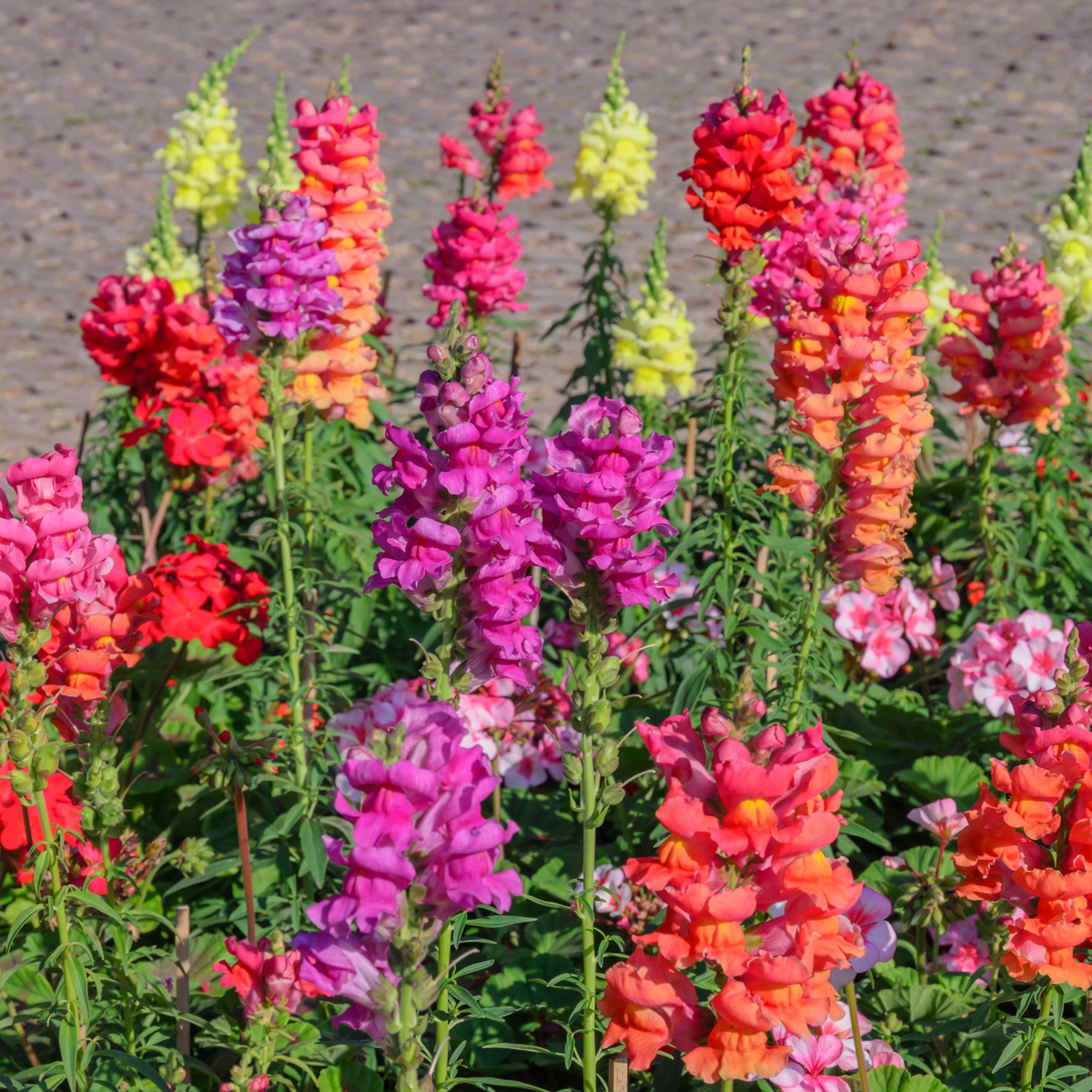 30 Seeds| Mix Snapdragon Maximum Seeds - Cold Resistant - Potted - Attracts pollinators - Open-Pollinating - Plant before the frost/after frost - #17