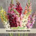 30 Seeds| Mix Snapdragon Maximum Seeds - Cold Resistant - Potted - Attracts pollinators - Open-Pollinating - Plant before the frost/after frost - #17