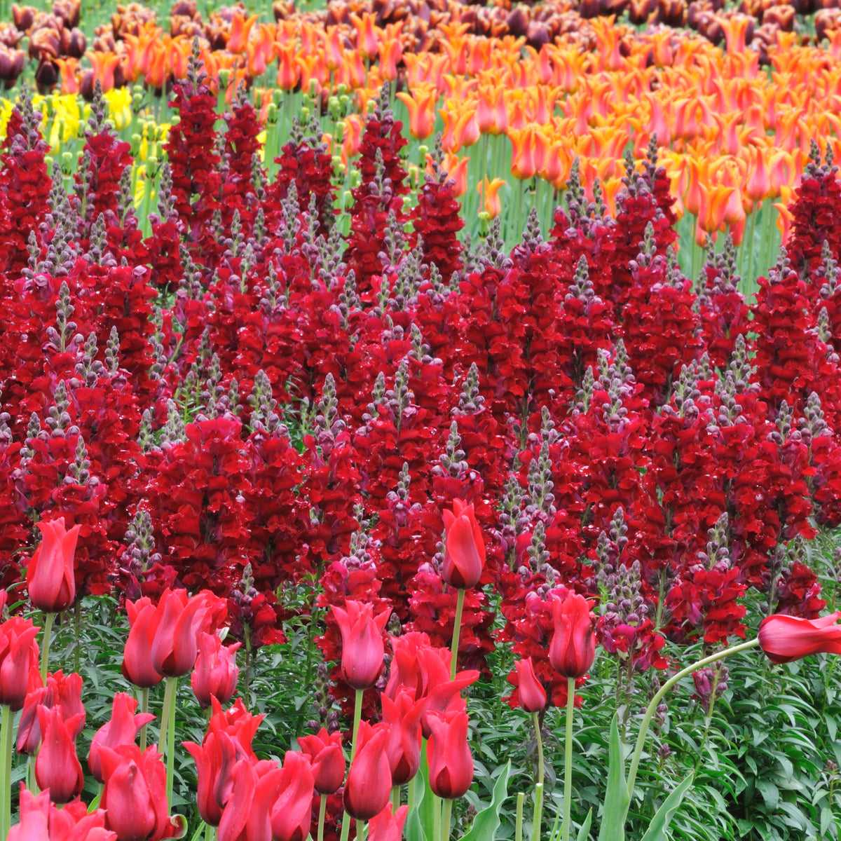 Red Rocket Snapdragons Seeds - Cold Resistant, Potted, 30 seeds