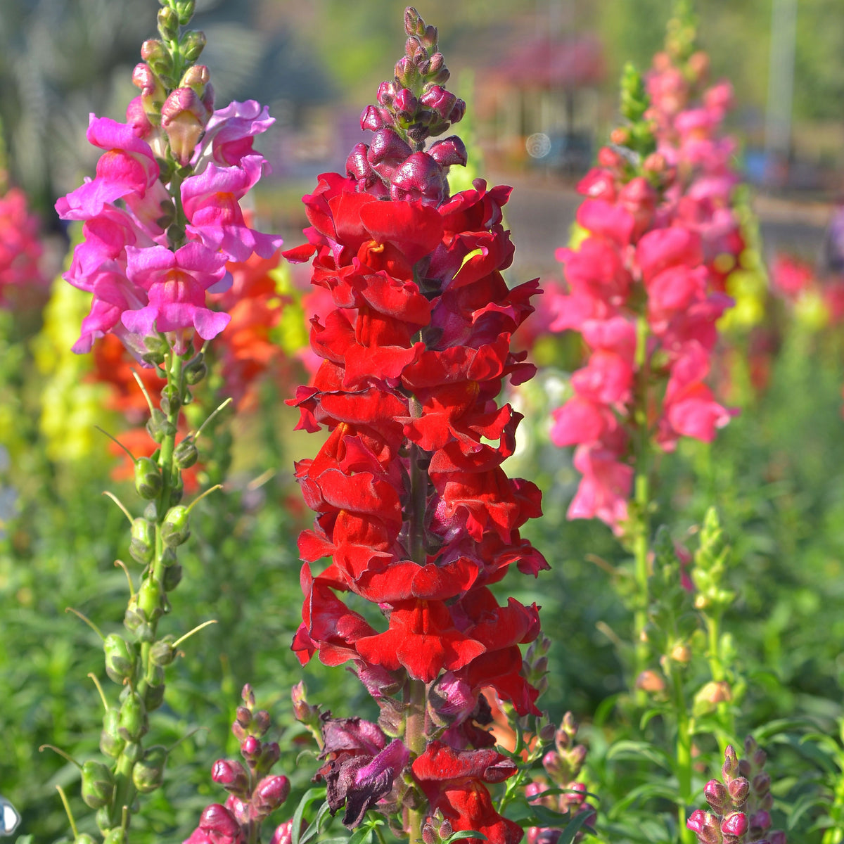 Red Rocket Snapdragons Seeds - Cold Resistant, Potted, 30 seeds