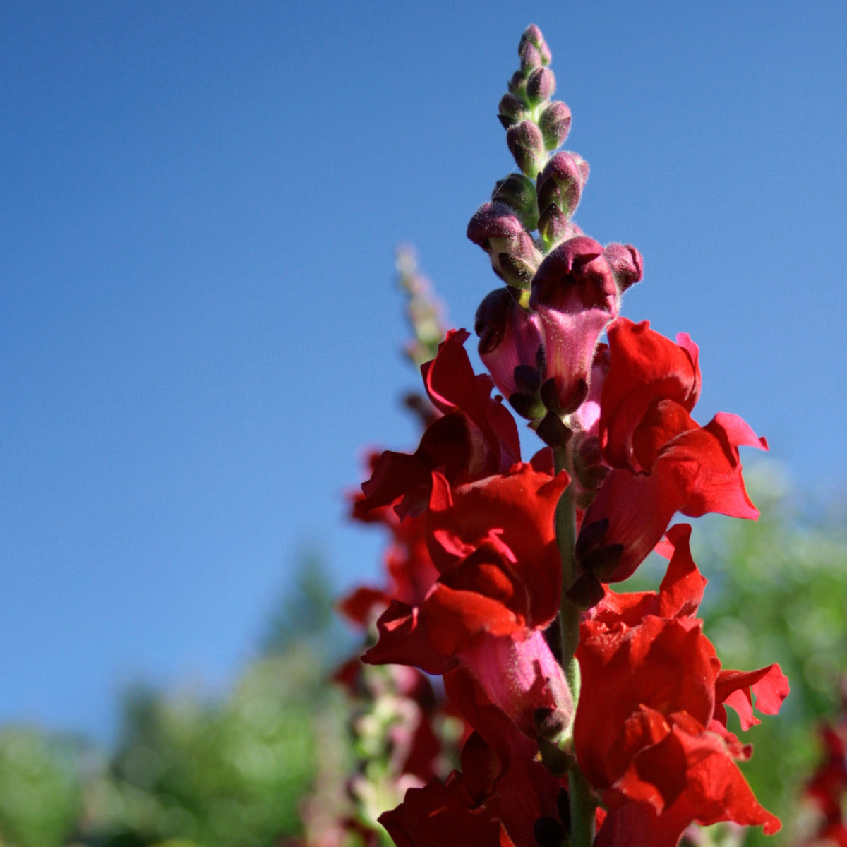 Red Rocket Snapdragons Seeds - Cold Resistant, Potted, 30 seeds