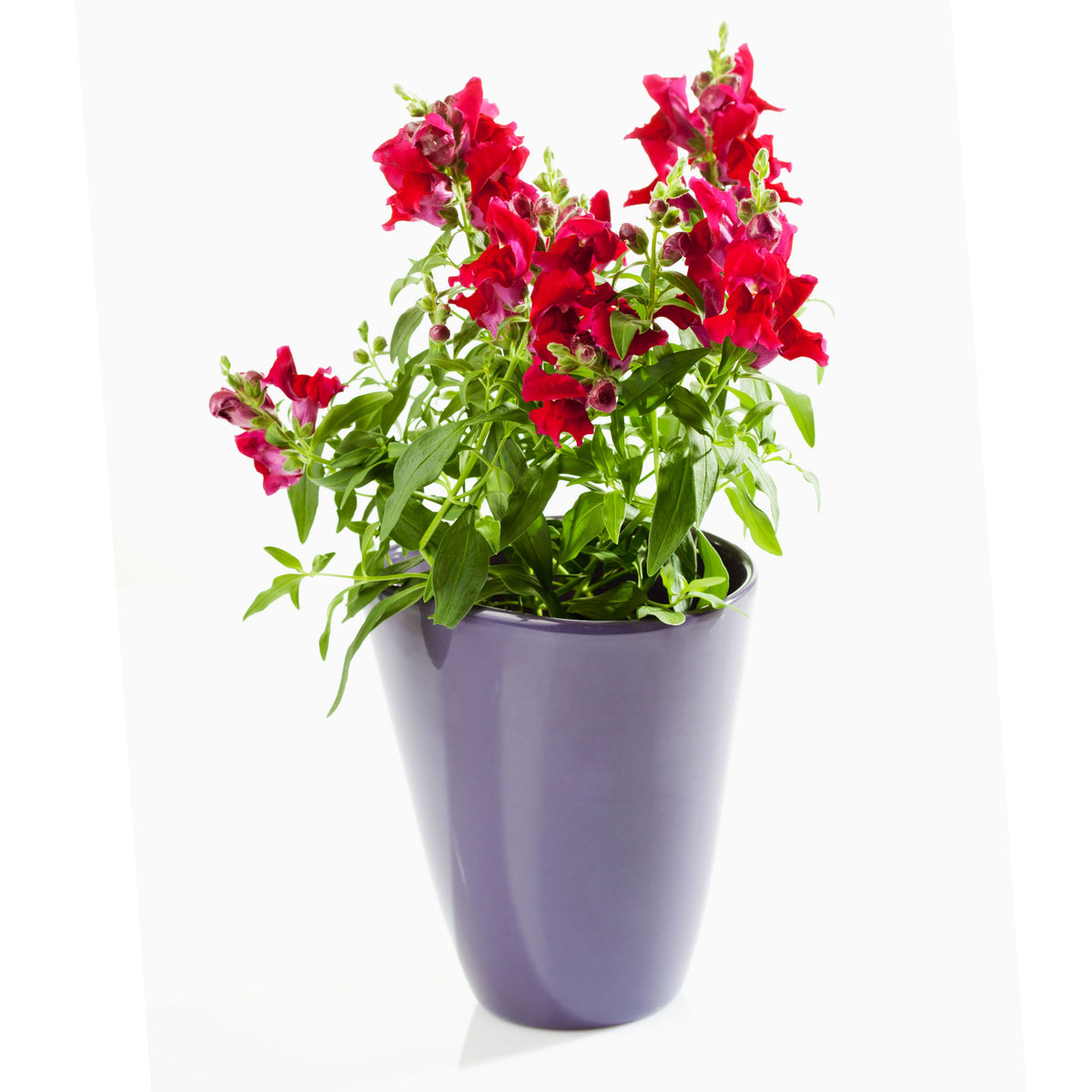 Red Rocket Snapdragons Seeds - Cold Resistant, Potted, 30 seeds