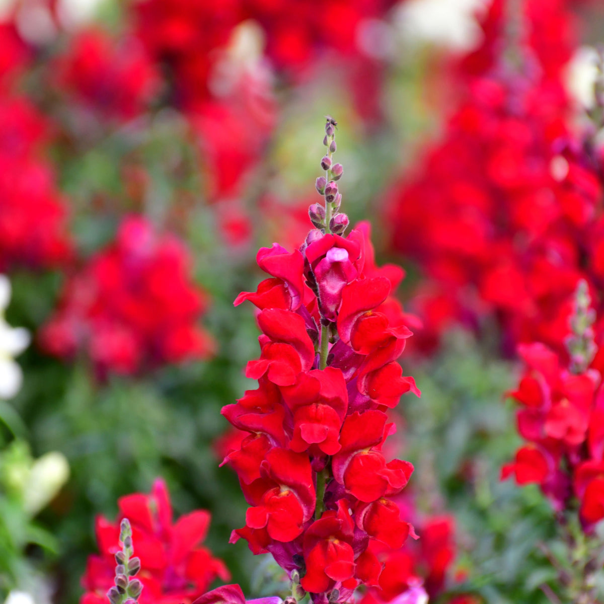 Red Rocket Snapdragons Seeds - Cold Resistant, Potted, 30 seeds