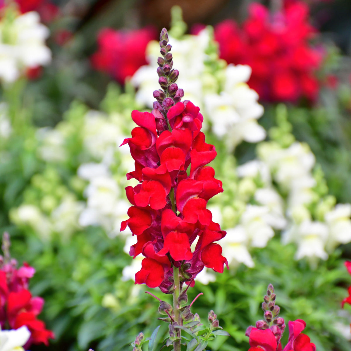 Red Rocket Snapdragons Seeds - Cold Resistant, Potted, 30 seeds