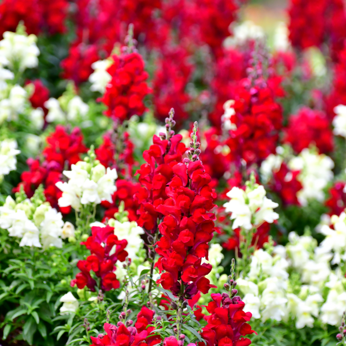 Red Rocket Snapdragons Seeds - Cold Resistant, Potted, 30 seeds