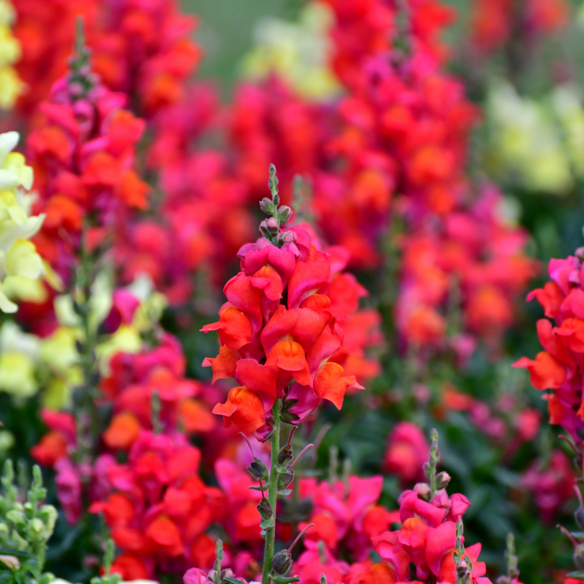 Red Rocket Snapdragons Seeds - Cold Resistant, Potted, 30 seeds