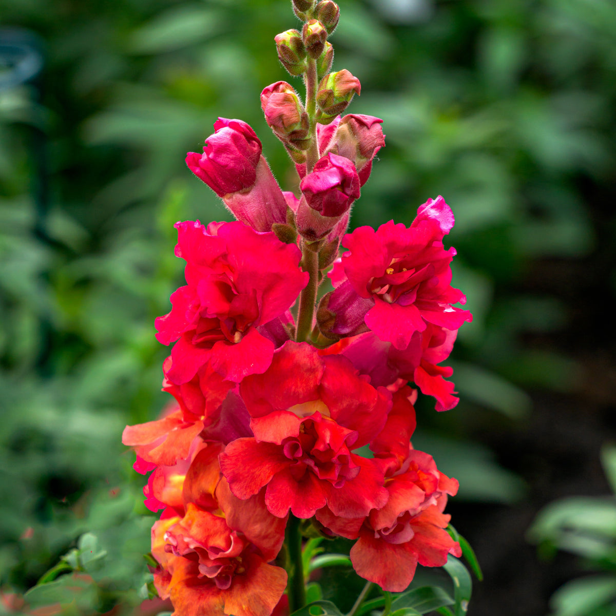 Red Rocket Snapdragons Seeds - Cold Resistant, Potted, 30 seeds
