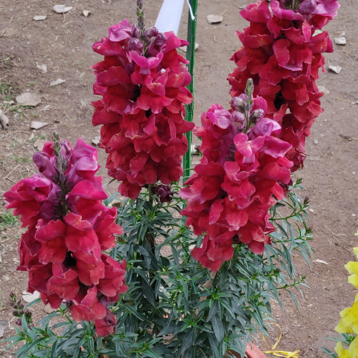 Red Rocket Snapdragons Seeds - Cold Resistant, Potted, 30 seeds