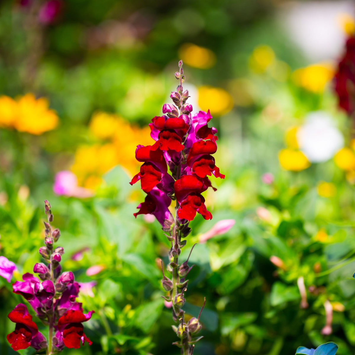 Red Rocket Snapdragons Seeds - Cold Resistant, Potted, 30 seeds