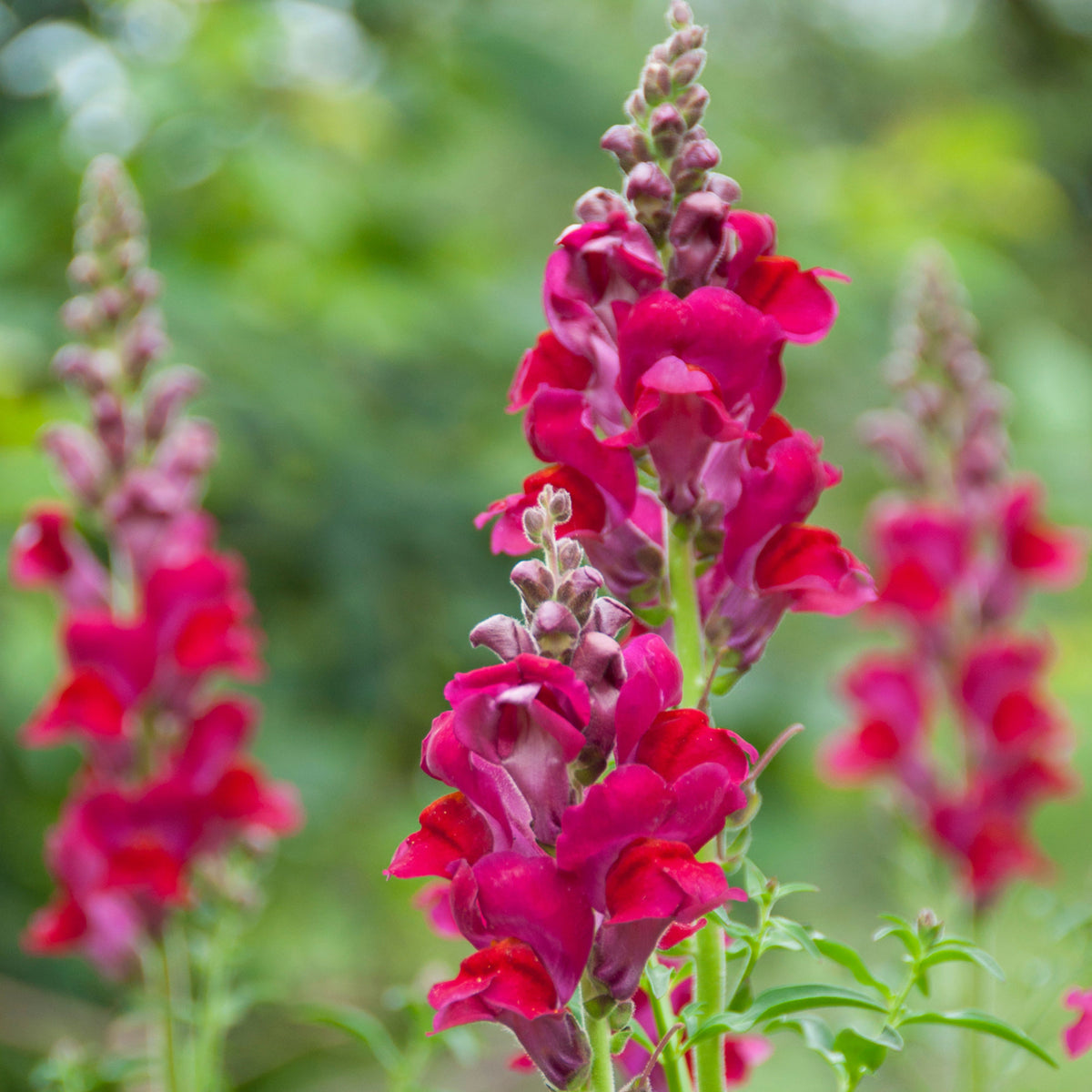 Red Rocket Snapdragons Seeds - Cold Resistant, Potted, 30 seeds