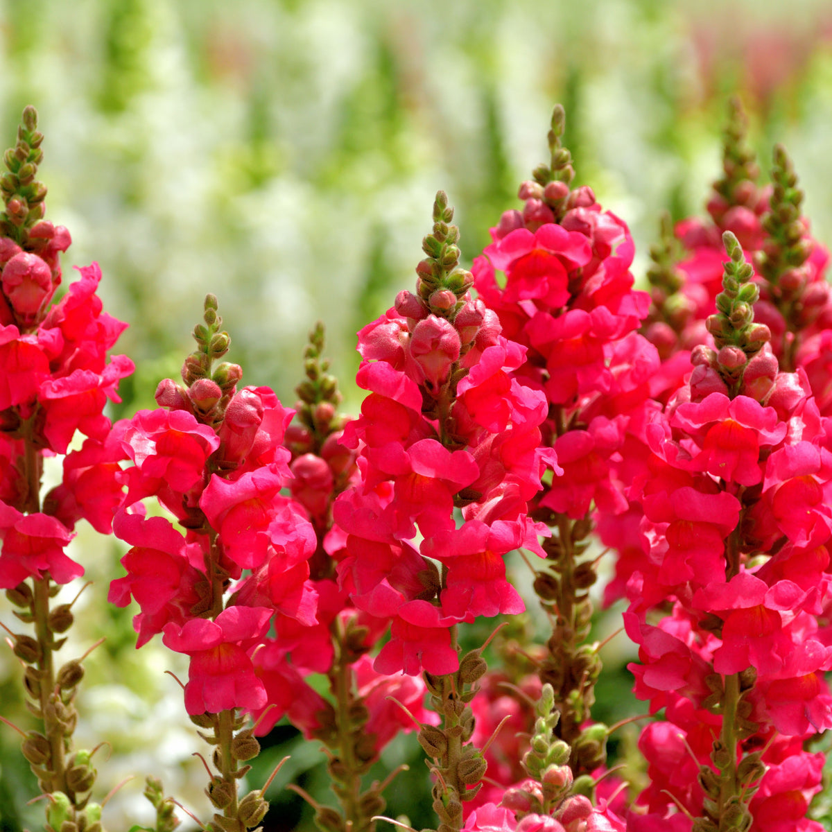 Red Rocket Snapdragons Seeds - Cold Resistant, Potted, 30 seeds
