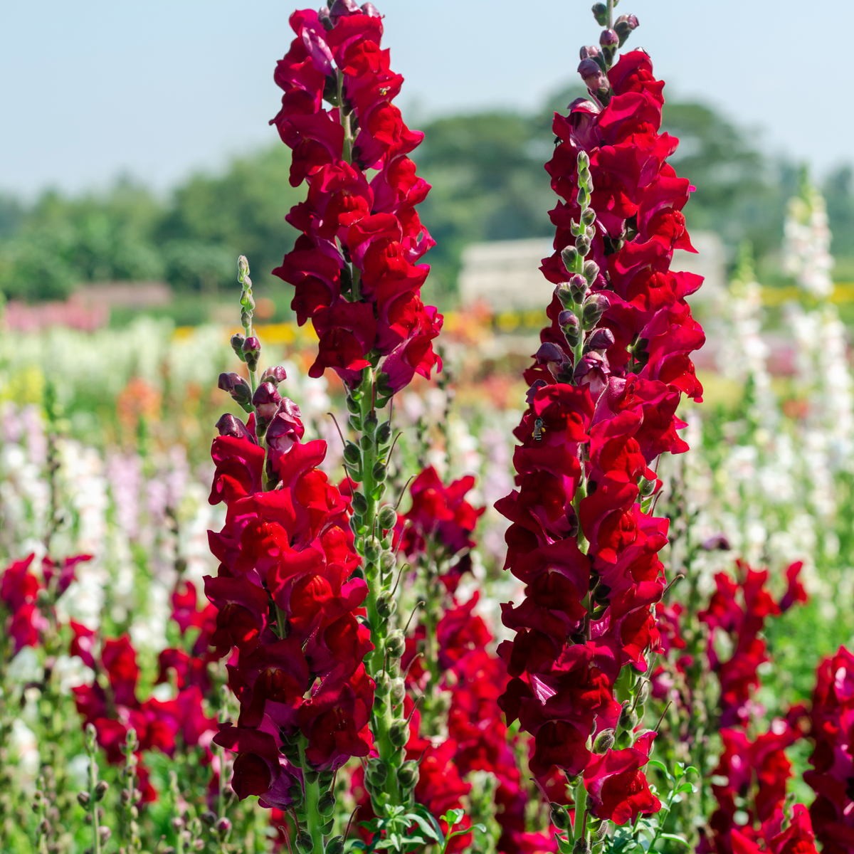 Red Rocket Snapdragons Seeds - Cold Resistant, Potted, 30 seeds