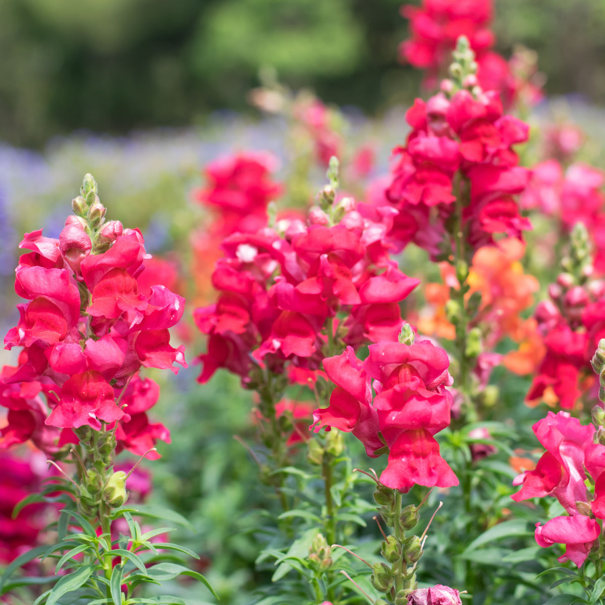 Red Rocket Snapdragons Seeds - Cold Resistant, Potted, 30 seeds