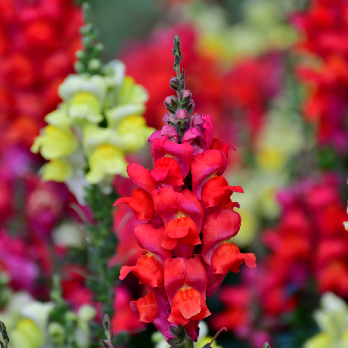 Red Rocket Snapdragons Seeds - Cold Resistant, Potted, 30 seeds