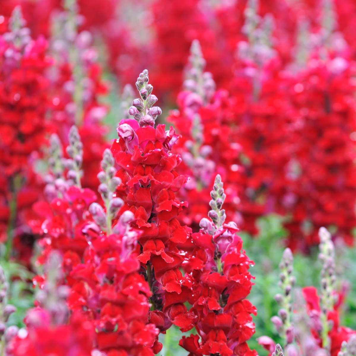 Red Rocket Snapdragons Seeds - Cold Resistant, Potted, 30 seeds