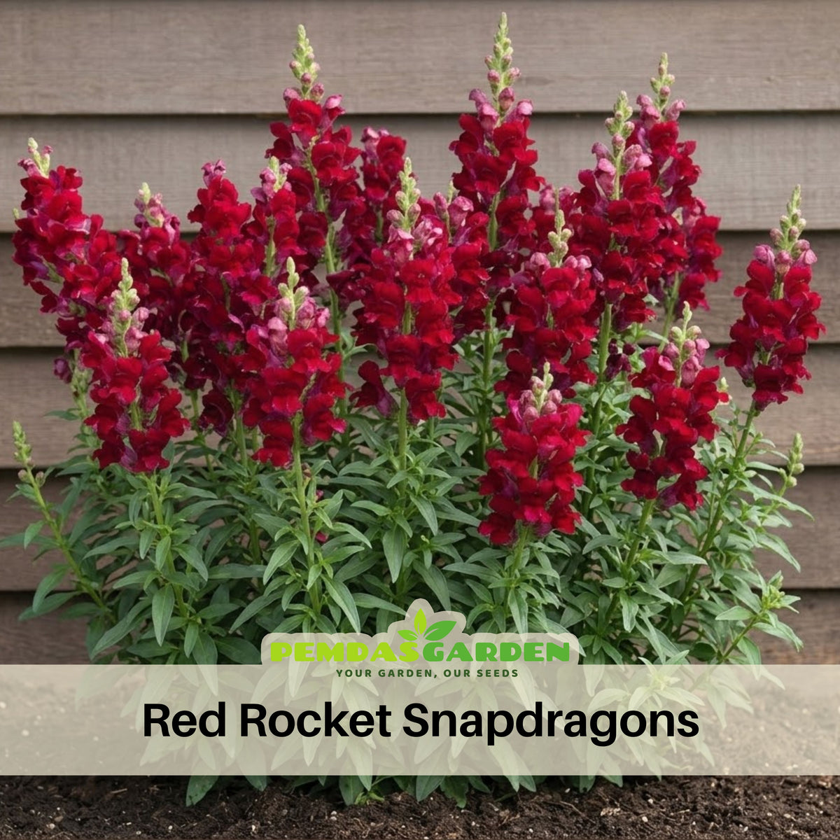 Red Rocket Snapdragons Seeds - Cold Resistant, Potted, 30 seeds