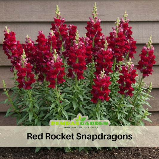 Red Rocket Snapdragons Seeds - Cold Resistant, Potted, 30 seeds
