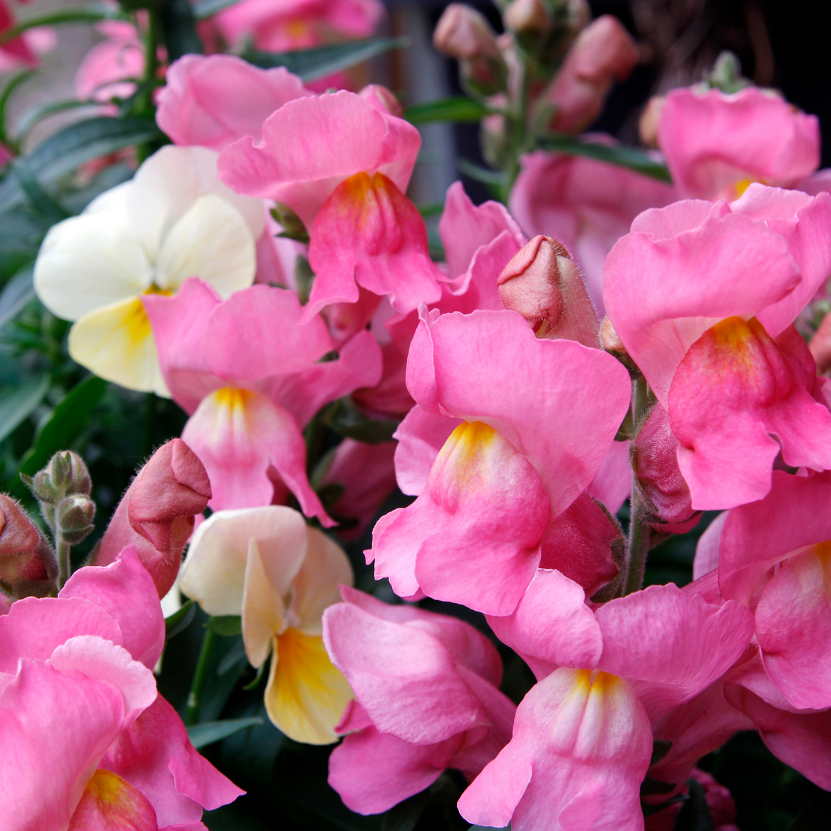 Pink Rocket Snapdragons Seeds - Cold Resistant, Potted, 30 seeds
