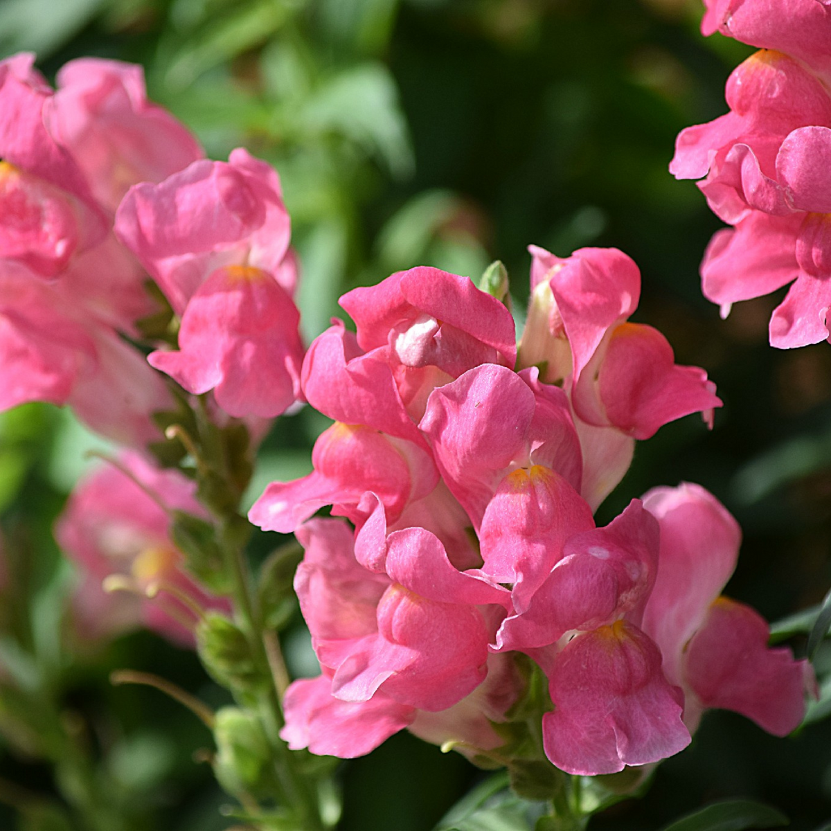 30 Seeds| Pink Rocket Snapdragons Seeds - Cold Resistant - Potted - Attracts pollinators - Open-Pollinating - Plant before the frost/after frost - #19