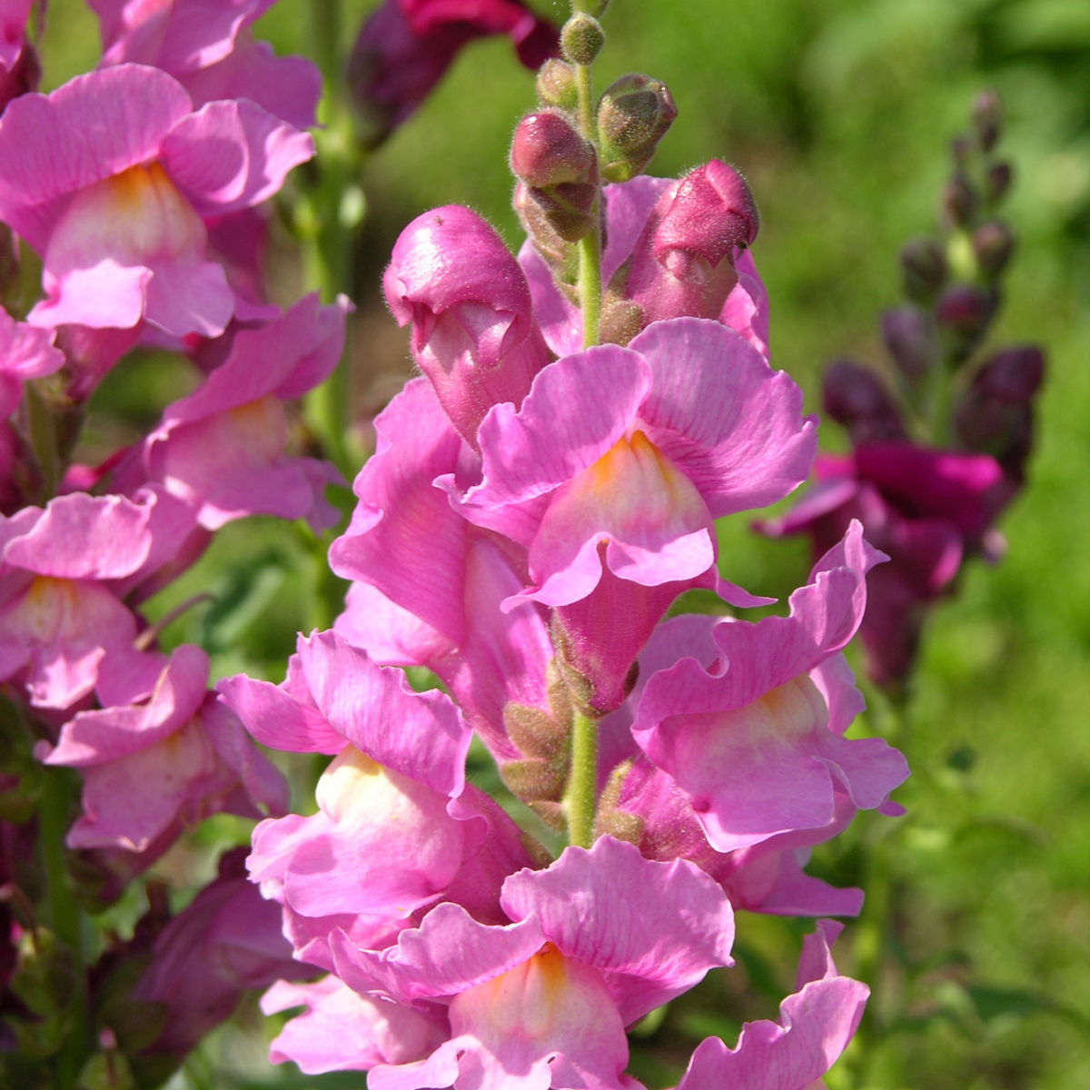 30 Seeds| Pink Rocket Snapdragons Seeds - Cold Resistant - Potted - Attracts pollinators - Open-Pollinating - Plant before the frost/after frost - #19