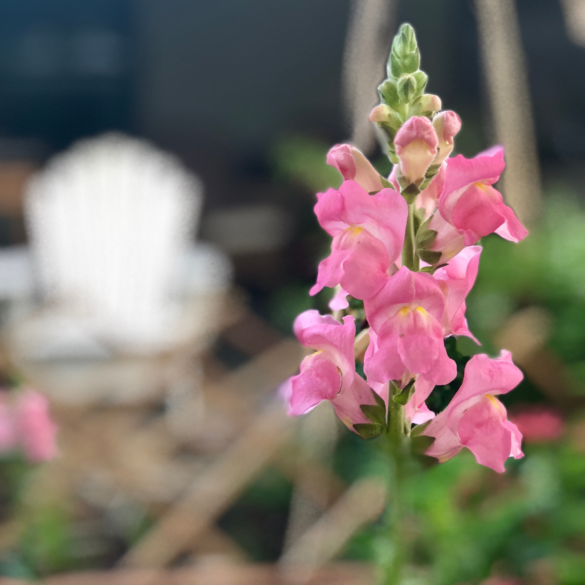 Pink Rocket Snapdragons Seeds - Cold Resistant, Potted, 30 seeds