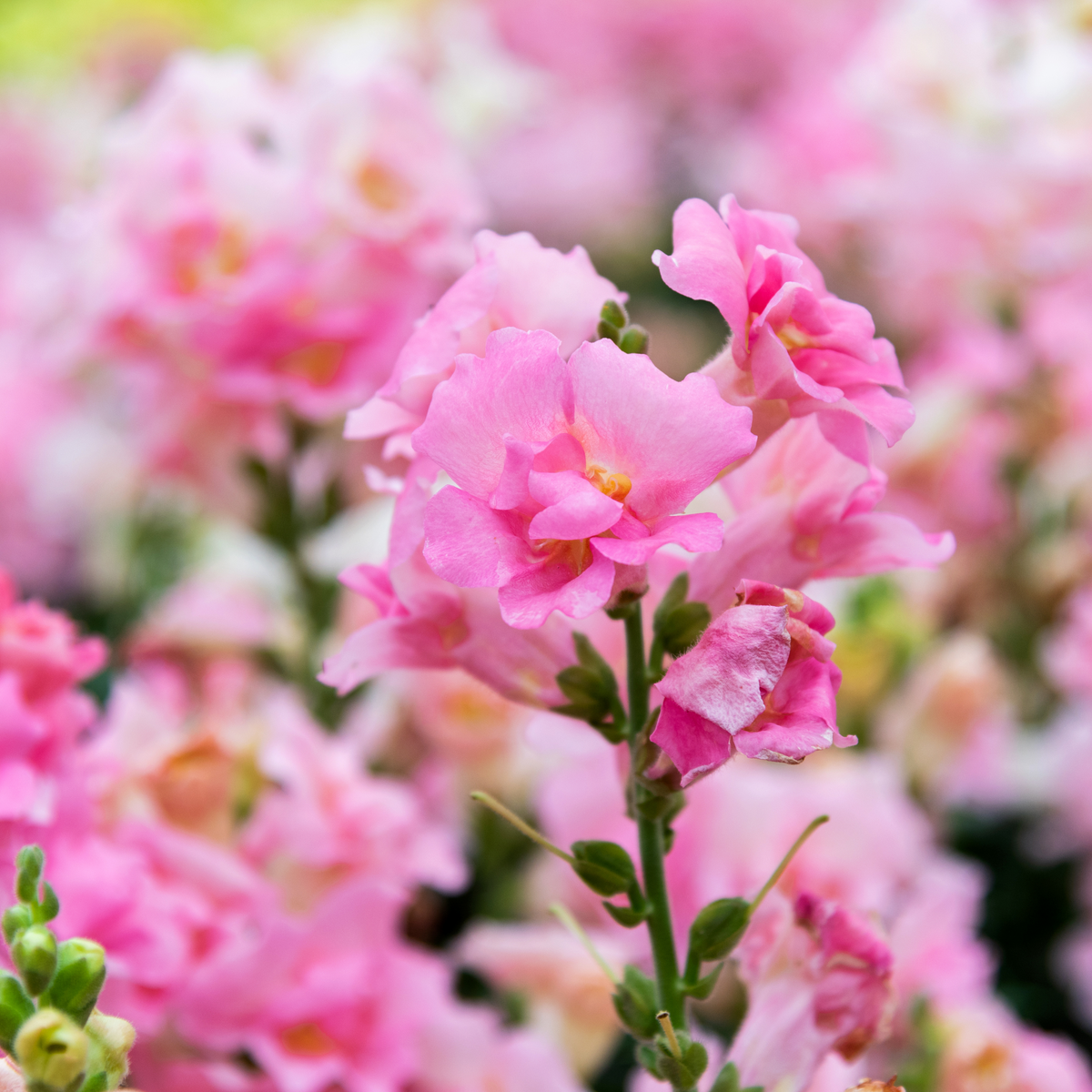 Pink Rocket Snapdragons Seeds - Cold Resistant, Potted, 30 seeds