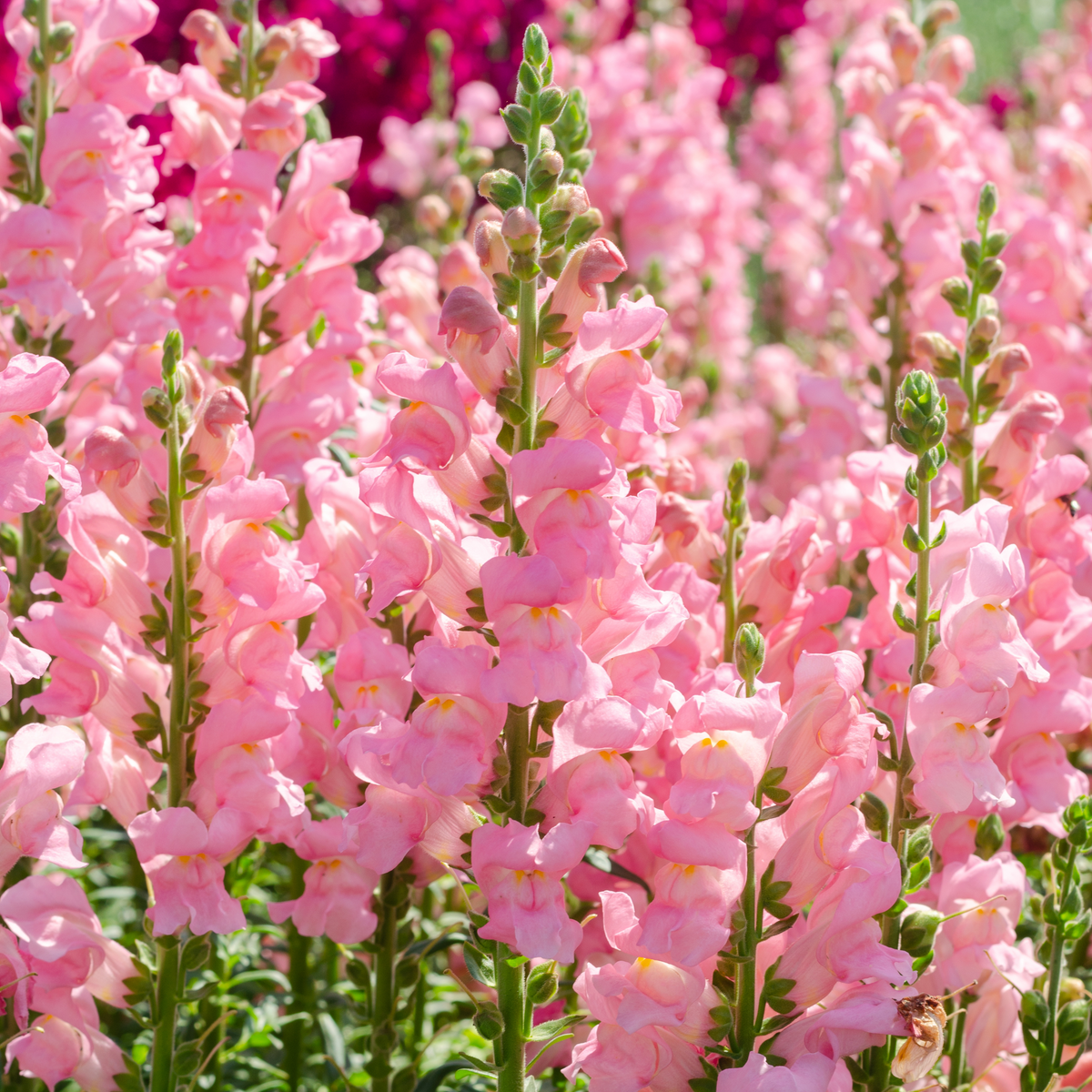 Pink Rocket Snapdragons Seeds - Cold Resistant, Potted, 30 seeds