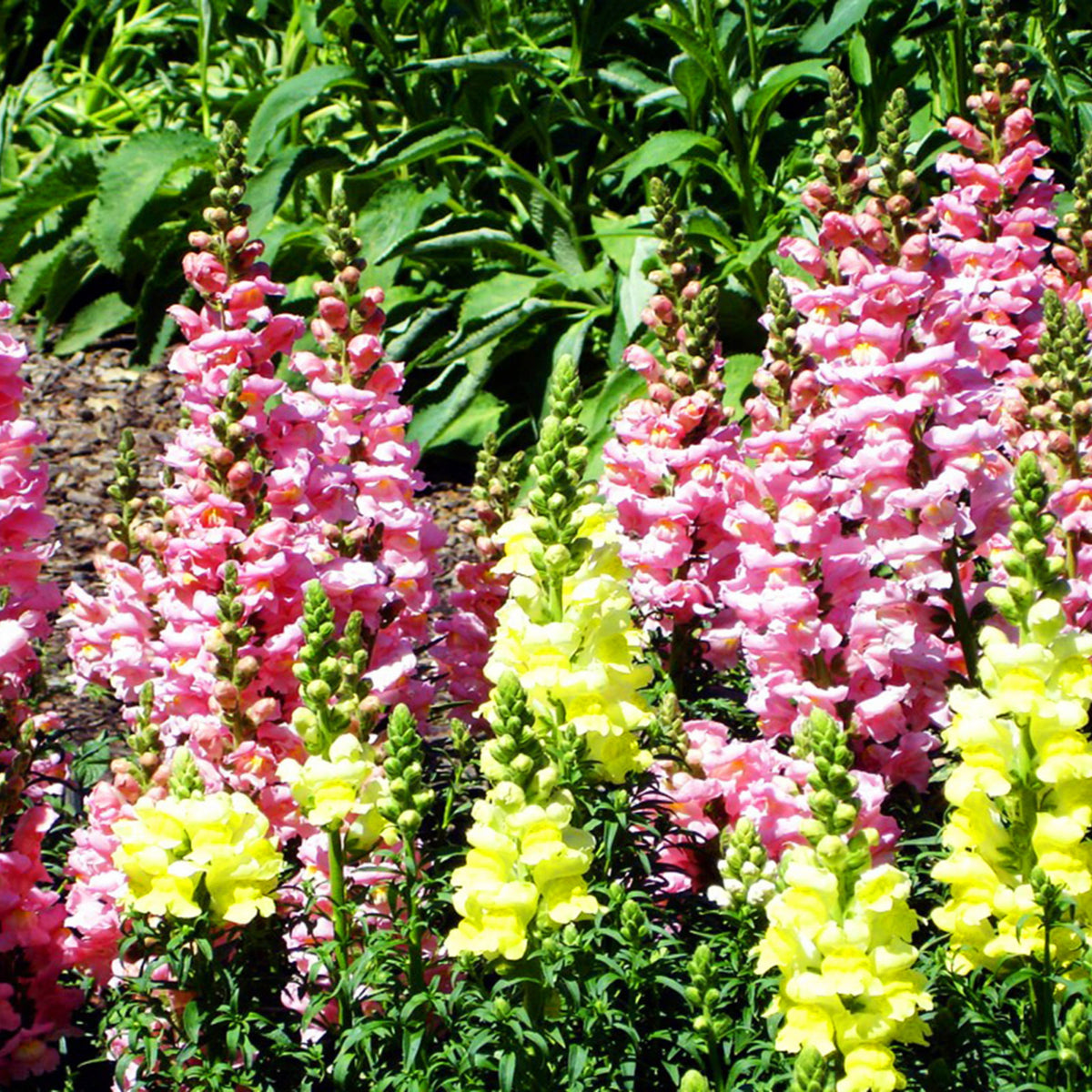 Pink Rocket Snapdragons Seeds - Cold Resistant, Potted, 30 seeds