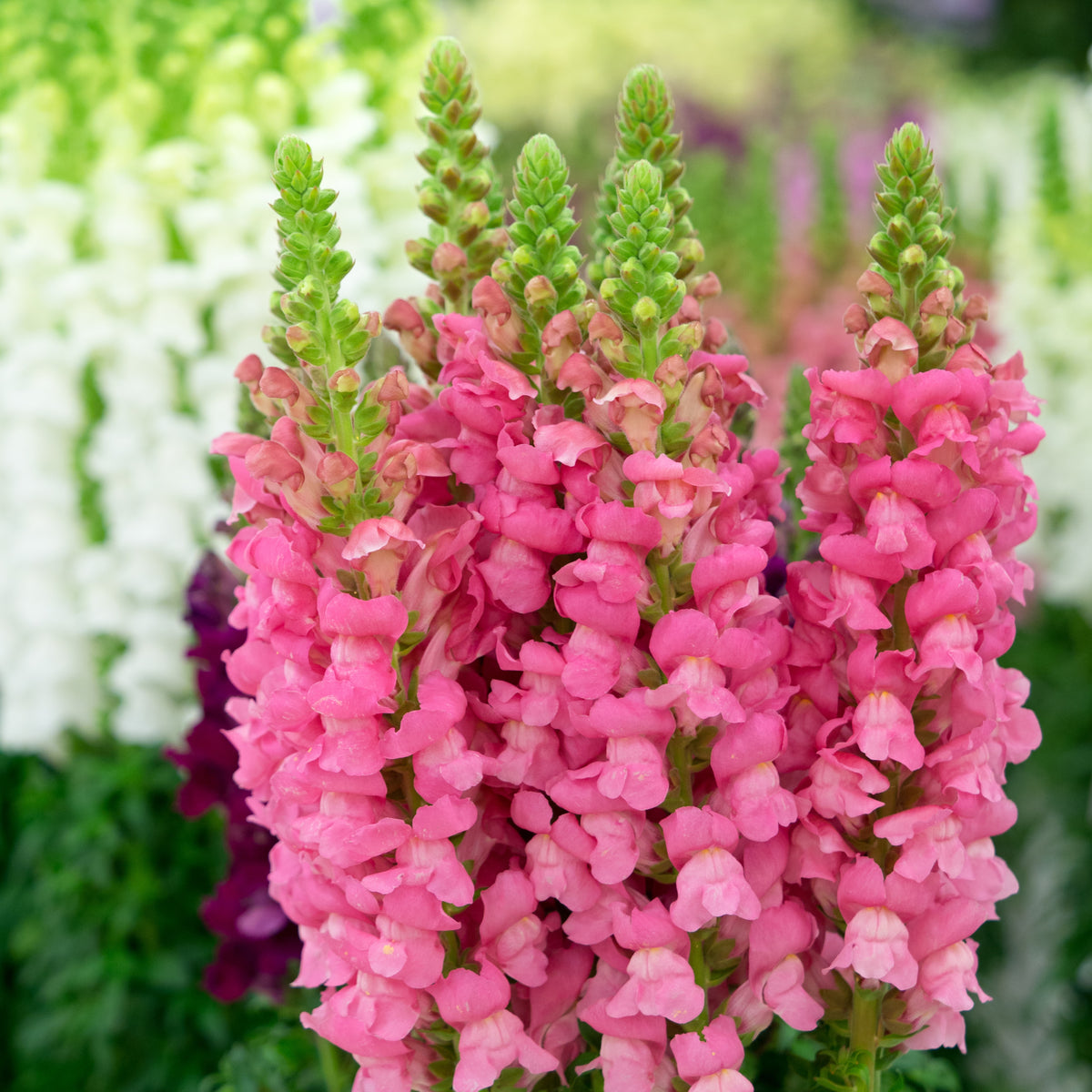 Pink Rocket Snapdragons Seeds - Cold Resistant, Potted, 30 seeds