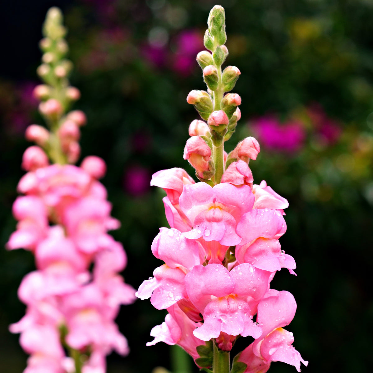 Pink Rocket Snapdragons Seeds - Cold Resistant, Potted, 30 seeds