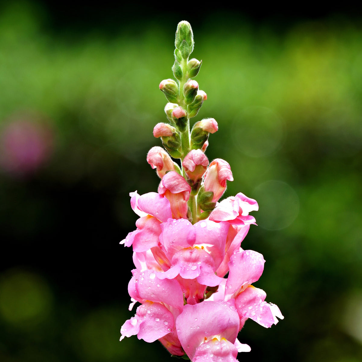 Pink Rocket Snapdragons Seeds - Cold Resistant, Potted, 30 seeds