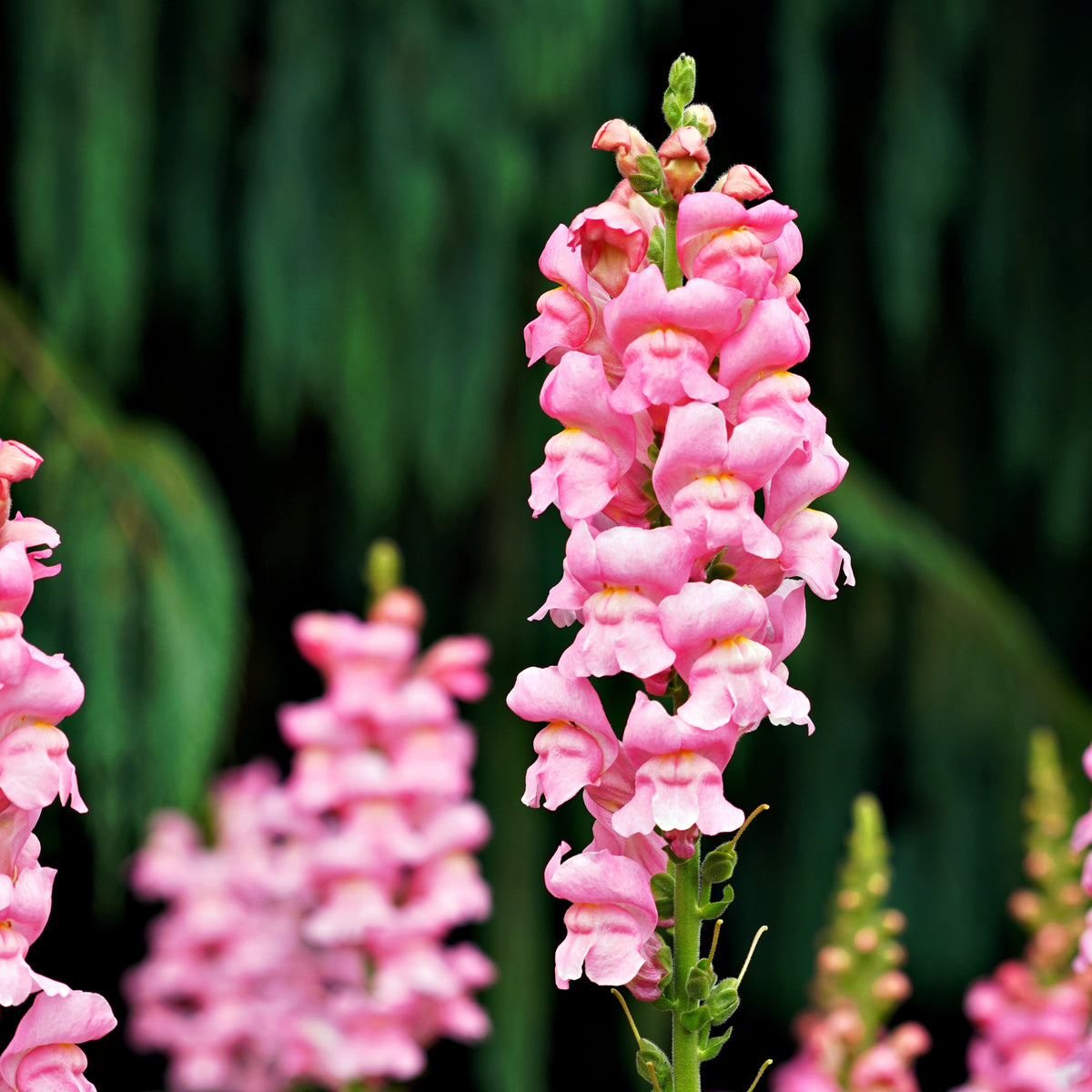 Pink Rocket Snapdragons Seeds - Cold Resistant, Potted, 30 seeds