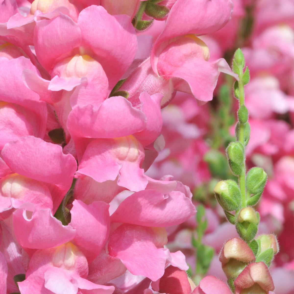 Pink Rocket Snapdragons Seeds - Cold Resistant, Potted, 30 seeds