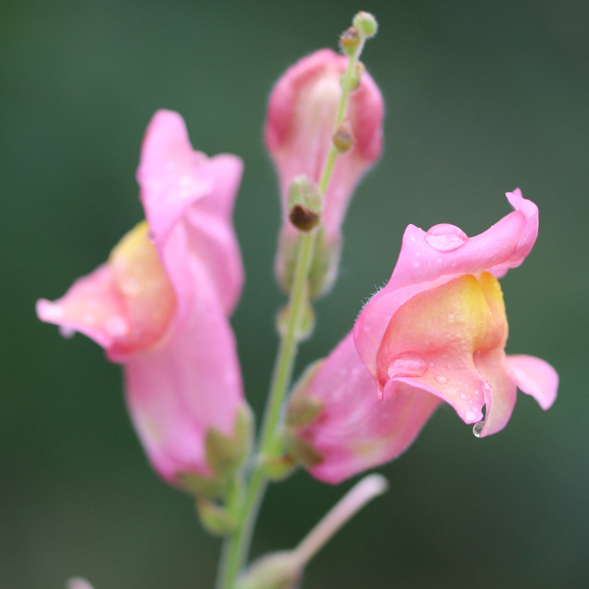 Pink Rocket Snapdragons Seeds - Cold Resistant, Potted, 30 seeds