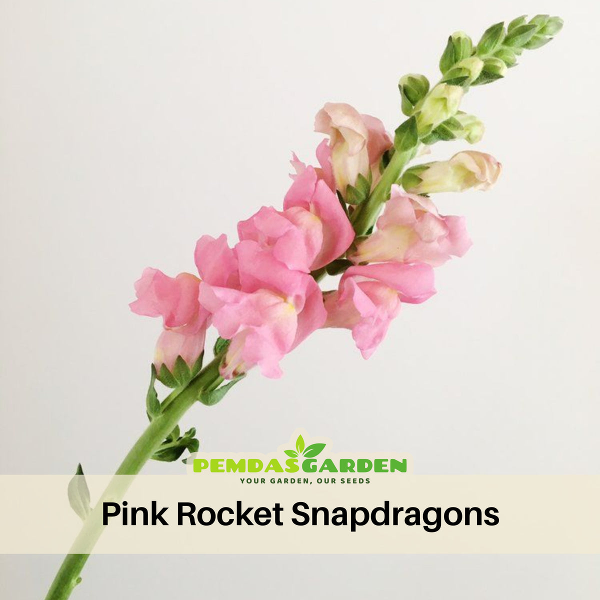 Pink Rocket Snapdragons Seeds - Cold Resistant, Potted, 30 seeds