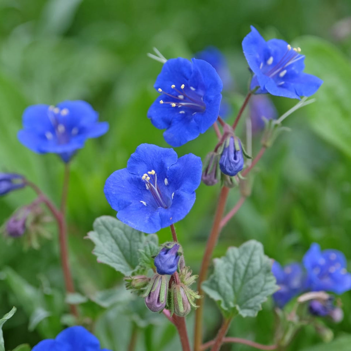 Phacelia-California Bluebell Seeds - Cold Resistant, 25+ seeds
