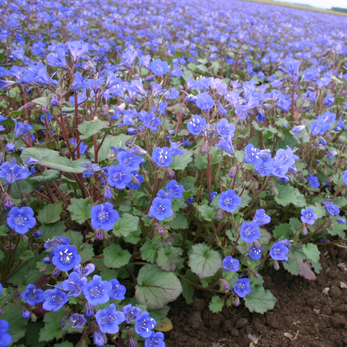 Phacelia-California Bluebell Seeds - Cold Resistant, 25+ seeds
