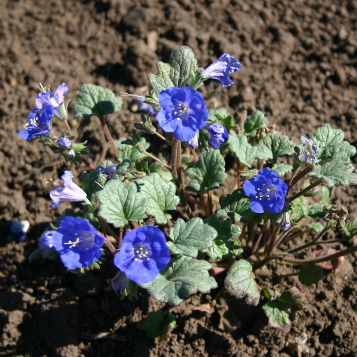 Phacelia-California Bluebell Seeds - Cold Resistant, 25+ seeds