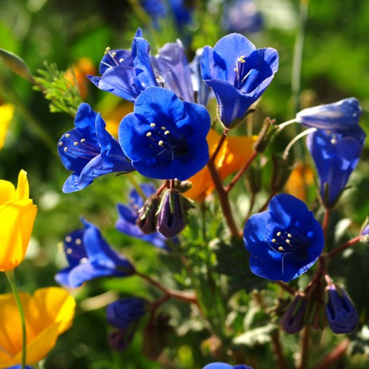 Phacelia-California Bluebell Seeds - Cold Resistant, 25+ seeds