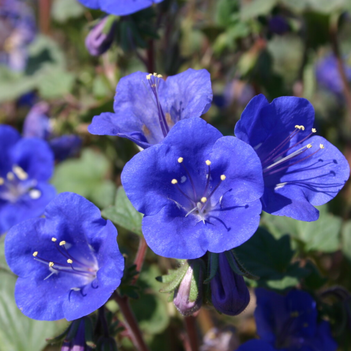 Phacelia-California Bluebell Seeds - Cold Resistant, 25+ seeds