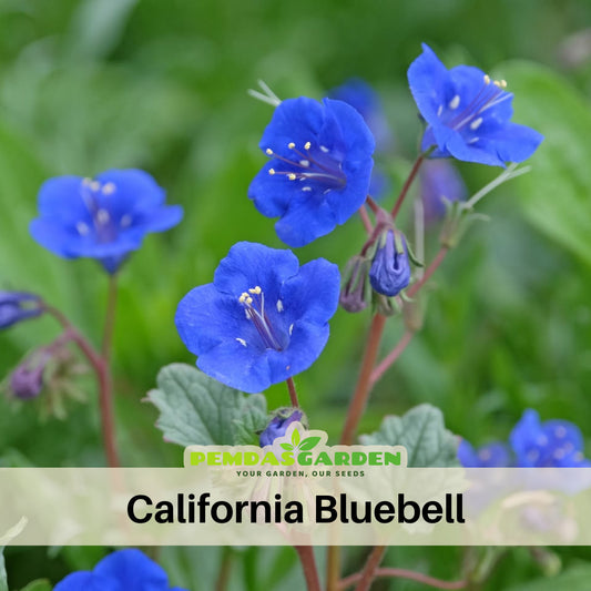 Phacelia-California Bluebell Seeds - Cold Resistant, 25+ seeds