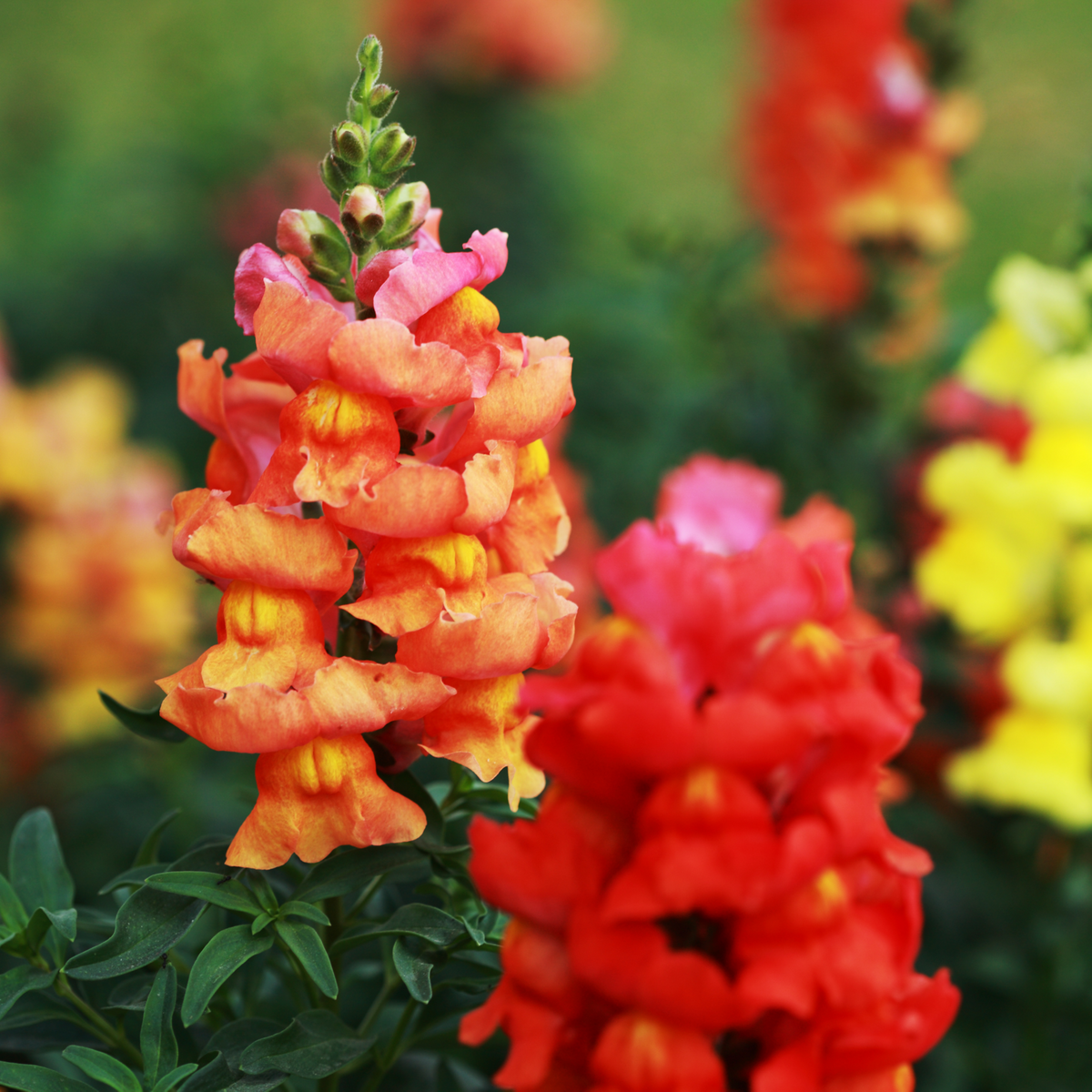 Orange Wonder Snapdragon Seeds - Cold Resistant, Potted, 30 seeds