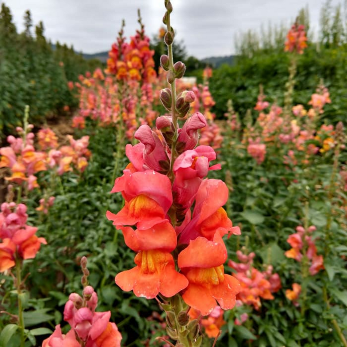 Orange Wonder Snapdragon Seeds - Cold Resistant, Potted, 30 seeds