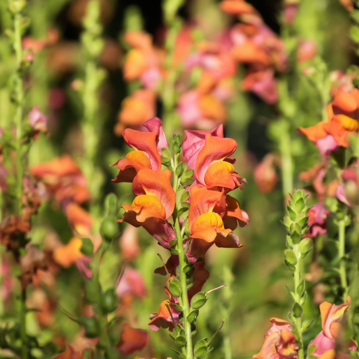 Orange Wonder Snapdragon Seeds - Cold Resistant, Potted, 30 seeds