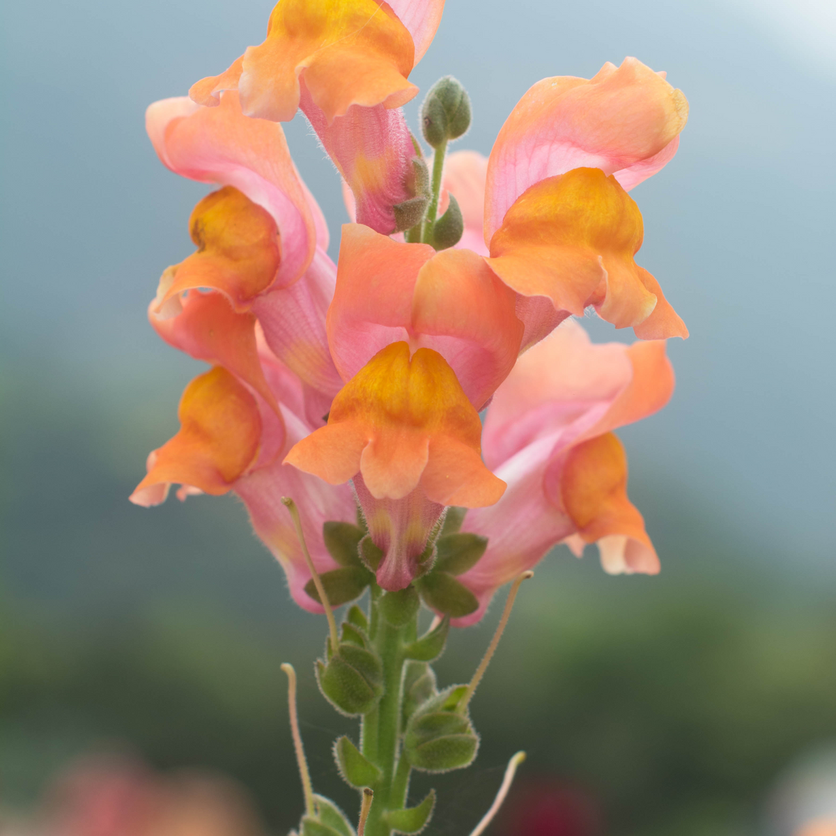 Orange Wonder Snapdragon Seeds - Cold Resistant, Potted, 30 seeds