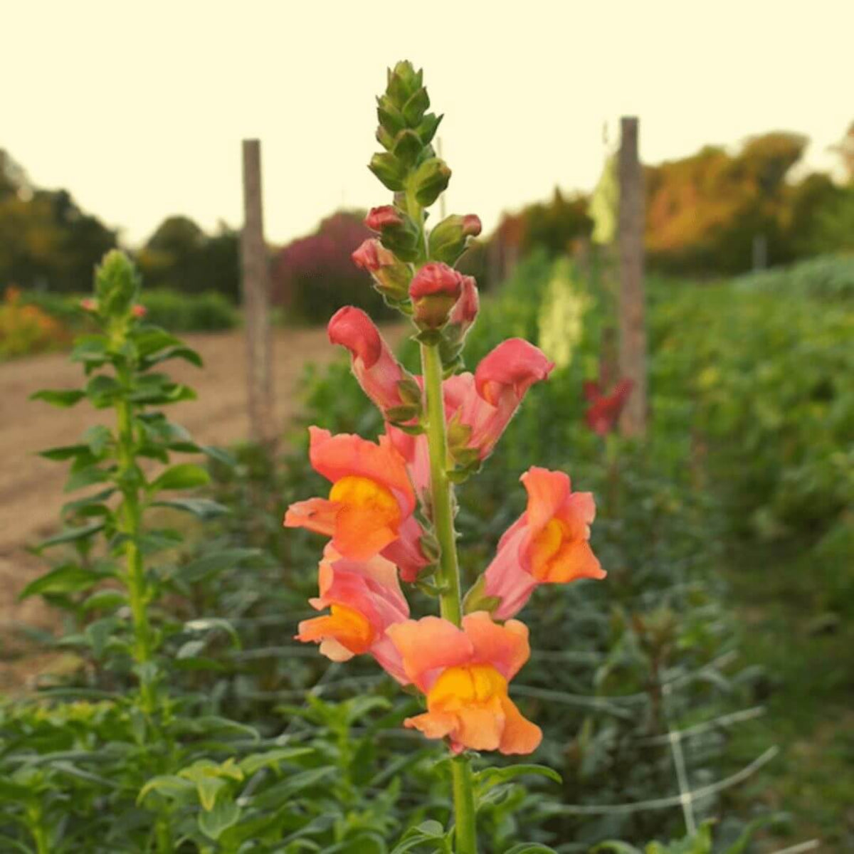 Orange Wonder Snapdragon Seeds - Cold Resistant, Potted, 30 seeds