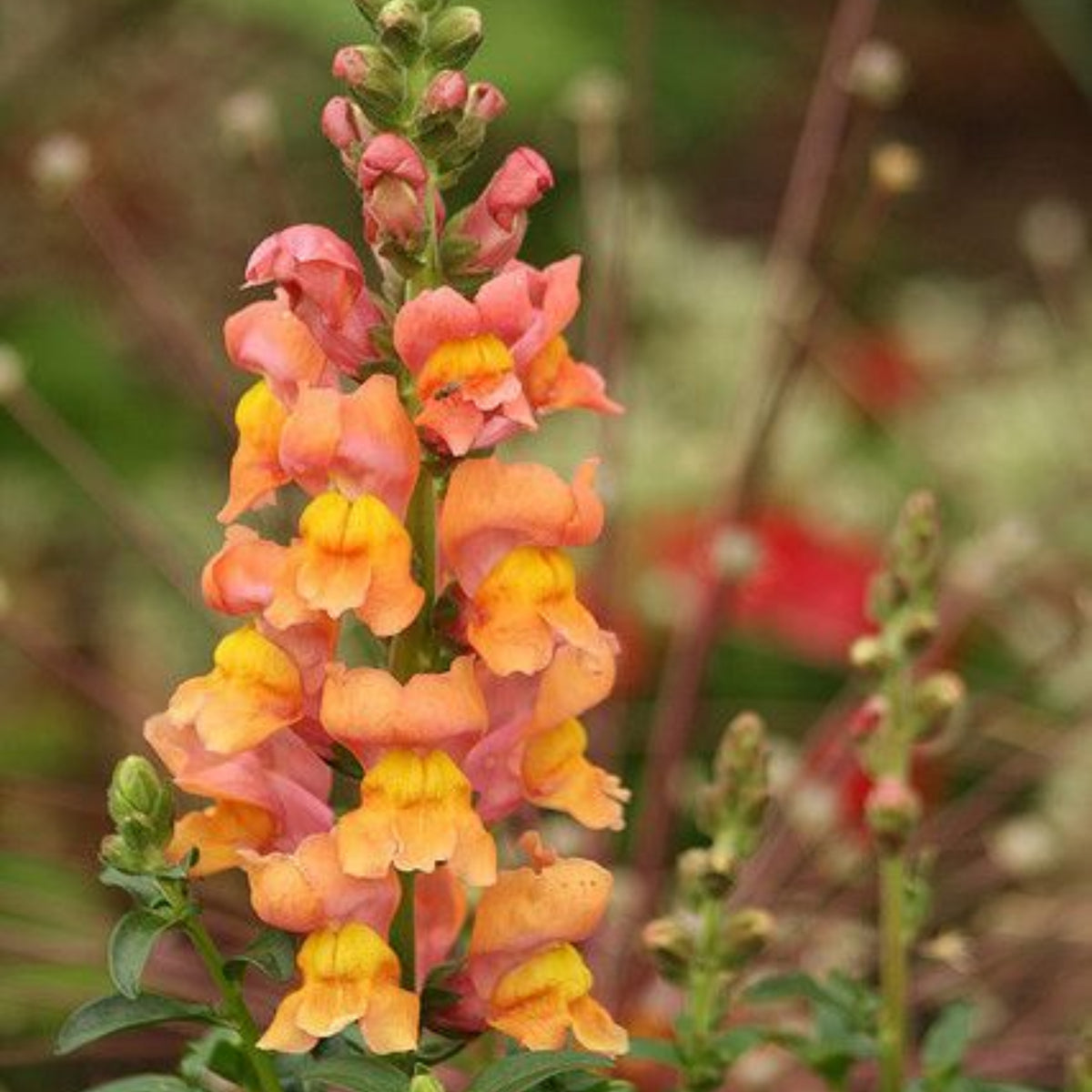 Orange Wonder Snapdragon Seeds - Cold Resistant, Potted, 30 seeds